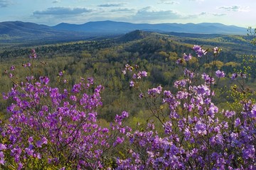 Nature awakening. Rhododendron dauricum blossom. Bolshekhekhtsirsky Nature Reserve. Khabarovsk region, far East, Russia. 