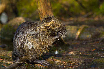 Biberratte (Myocastor coypus)