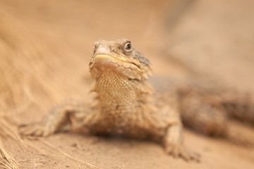 Riesen-Gürtelschweif (Cordylus giganteus)