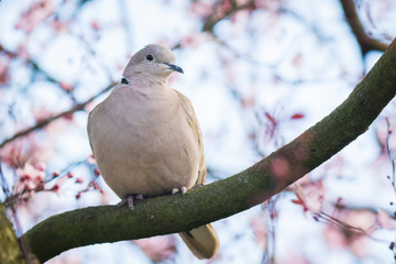 Eurasian collared dove Streptopelia decaocto nesting in a tree