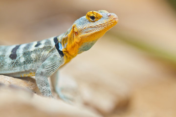 Blauer Felsenleguan (Petrosaurus thalassinus)