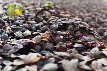 Sprouts purple basil in a greenhouse. Industrial production of greens, cabbage, lettuce, basil