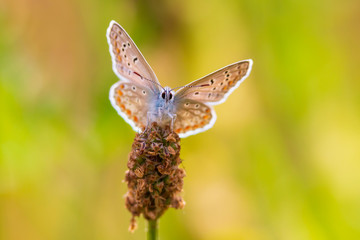 Common Blue butterfly, Polyommatus icarus, resting