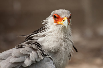 Sekretär (Sagittarius serpentarius)