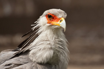 Sekretär (Sagittarius serpentarius)