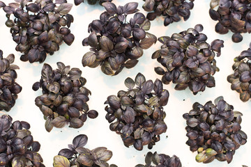 Sprouts purple basil in a greenhouse. Industrial production of greens, cabbage, lettuce, basil