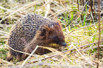 Hedgehog Erinaceus europaeus in search for food