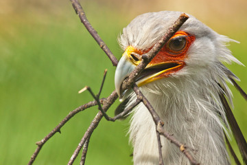 Sekretär (Sagittarius serpentarius)