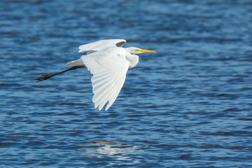 Great egret Ardea alba waterfowl closeup