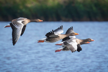 Greylag geese Anser Anser in flight migrating