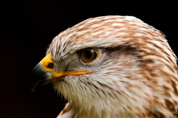 Königsrauhfussbussard (Buteo regalis)