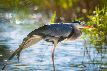 Great blue heron Ardea herodias hunting in a lake