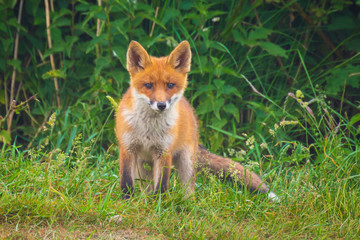 Naklejka na ściany i meble Wild red fox cub, vulpes vulpes, playing in front of nest