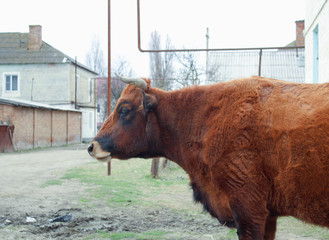 Red cow, half the body is visible.
