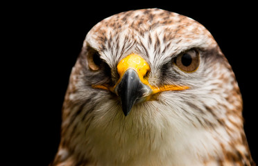 Königsrauhfussbussard (Buteo regalis)