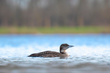 Common or great northern loon Gavia immer hunting and eating crayfish