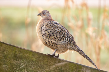 Female Pheasant hen Phasianus colchicus posing in early morning sunlight