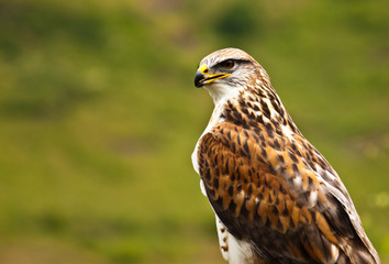 Königsrauhfussbussard (Buteo regalis)