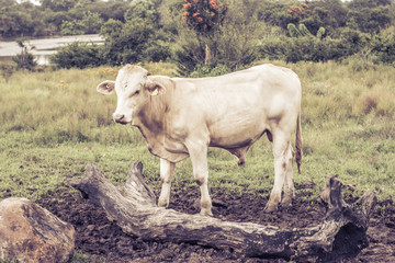 White bull on the farm surrounded by grass and trees