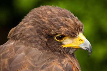 Wüstenbussard (Parabuteo unicinctus) 