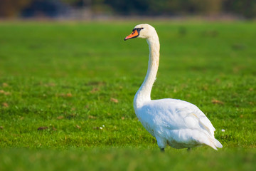 Mute swan, Cygnus olor, on farmland
