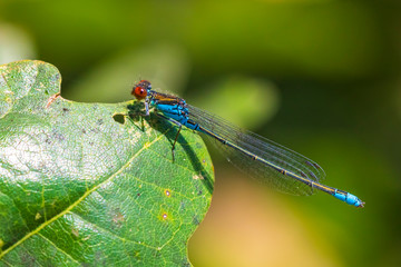 Closeup of a small red-eyed damselfly Erythromma viridulum perched in a forest