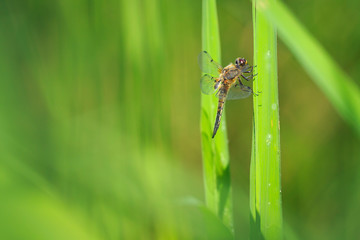 Close-up of a four-spotted chaser dragonfly insect, Libellula quadrimaculata