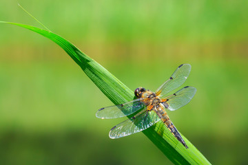 Close-up of a four-spotted chaser dragonfly insect, Libellula quadrimaculata