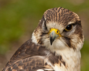 Sakerfalke, Saker oder Würgfalke (Falco cherrug)