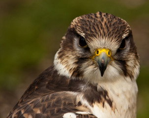 Sakerfalke, Saker oder Würgfalke (Falco cherrug)