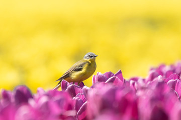 Closeup of a male western yellow wagtail bird (Motacilla flava) singing