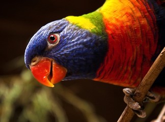 Allfarblori  (Trichoglossus haematodus)