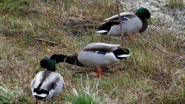 Environmental Image of Three Small Ducks at the side of a Scottish Loch Project