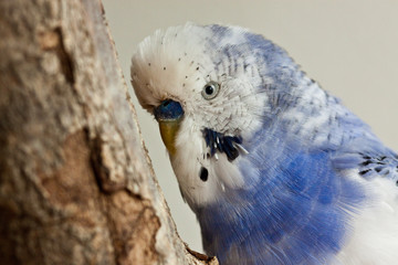 Wellensittich (Melopsittacus undulatus)