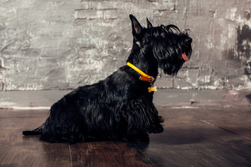 Scottish terrier puppy is posing in studio on wooden background