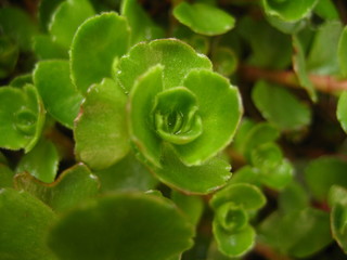 Closeup of a plant. Sedum.