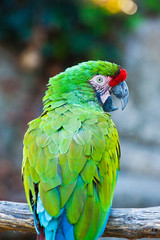 Große Soldatenara oder Bechsteinara (Ara ambiguus)