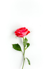 Red rose on white background. Minimal spring floral pattern. Flat lay, top view. 