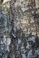 Fototapeta premium Tree bark texture