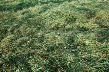 Wind blows at the green grass field