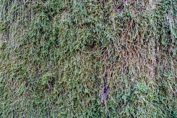 Moss texture, background with copy space