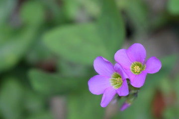 Flores moradas 