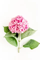 Foto op Plexiglas Beautiful, pink hydrangea flower on white background. Floral concept. Flat lay, top view.  © K.Decor