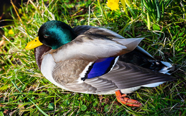 Closeup of colourful male Mallard duck sitting on river's edge