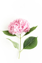 Beautiful, pink hydrangea flower on white background. Floral concept. Flat lay, top view. 