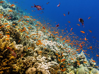 Fototapeta na wymiar residents marine reef