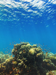 Fototapeta na wymiar sea reef and water depth