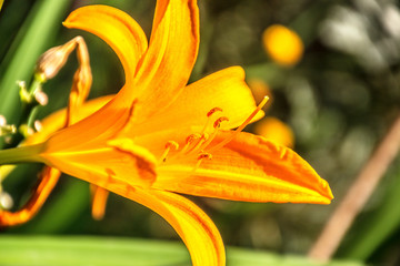 orange daylily in a garden