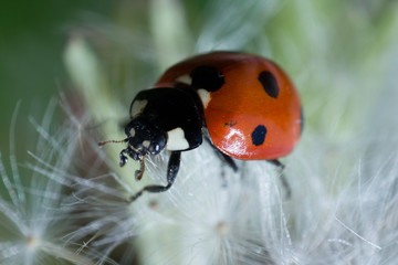 ladybird on a flower