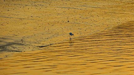 heron in golden light